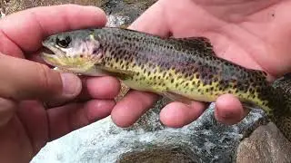 Small Creek Fishing in the Beartooth Mountains of Wyoming