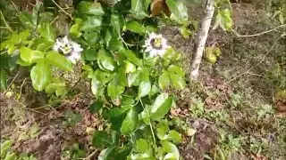 O segredo de ter duas safras de maracujá ao mesmo tempo