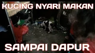 KUCING NYARI MAKAN SAMPAI DAPUR
