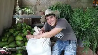 LO PERDIMOS TODO. RECOLECCIÓN de AGUACATES   NO QUEDÓ NADA. DURO TRABAJO de RECUPERACIÓN. elzaceta