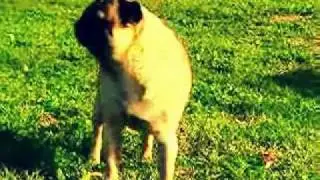 Pug Dog vs. Toddler  remix1 ~