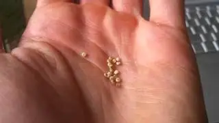 Quinoa | How to grow