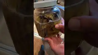 Homemade Fertilizer: How to make banana peel potassium