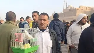 الناس اشترت عصافير ايه وبكام من سوق الجمعة اليوم⁉️وأسعار العصافير بأرقام اصحابها💚من داخل السوق💯💚⚘️