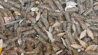 Ferma daniel 8 iulie 2022.Mifuma zucht schau, musli,deukanin musli versale laga muesli la iepurași!