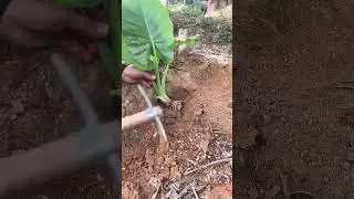 Simple Guide to Planting Colocasia (Taro) #satisfying #growingvegetables