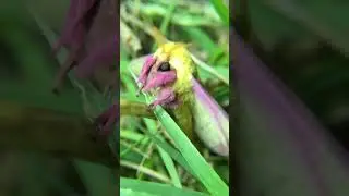 It's Pink! #pink #pinkmoth #moth #moths #bug #bugs #viral #cute