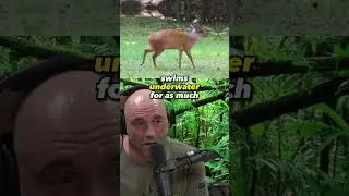 Nature's Remarkable Adaptations: Antelope that Eats Fish! Forrest Galante on JRE #1403
