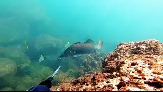 spearfishing in goa.  Quest for barramundi!