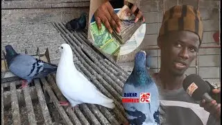 2,5 millions CFA! découvrez le pigeon le plus cher à Yeumbeul (Sénégal)