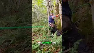Гигантские деревья и виды на гору Рейнир: захватывающее лесное приключение!