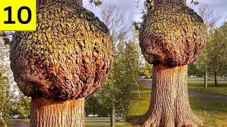 Top 10 Unusual Trees in The World