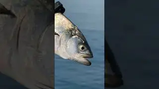 Рабочие пилькеры по луфарю, ставриде и саргану от BS Baits 🔥
