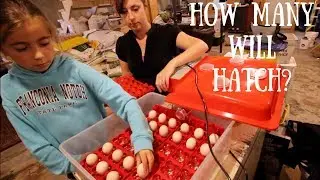 Coopsnmore.com Rite Farm Product 3600 Incubator  Unboxing and Setup