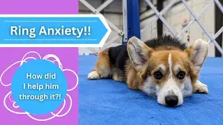 My Reaction to my Dog's Stress in the Ring // AKC Obedience
