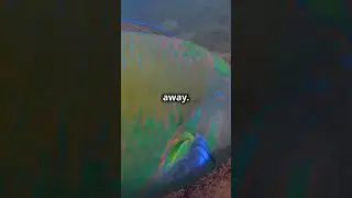 The Fish That Sleeps in a Mucus Bubble