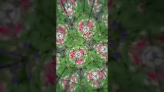 Kaleidoscope of Flowers at Krohns Conservatory: Prismatica #kaleidoscope #flowers #prism