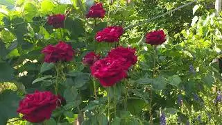 Красные розы и трудолюбивая пчела #пчела #природа #цветы #роза #garden #bee #flowerpower #nature