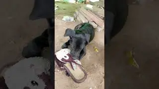 dog like to play shoes 👟dog so smart 🐕🐩❤️  ❤️ #dog #doglover #dogs #babydog #monkey #dog2022 #cats