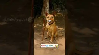You won't survive today 🐕😂😅 || #funny #thetharpuns #aalupyajjoke #comedy