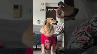 DOG REACTS TO MYSTERY BOX 🎁🤔🤷 #dog #dogshorts #shorts #cutedog #friends #goldenretriever #pets #fyp