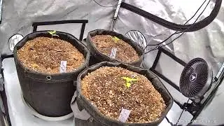 Seed to Harvest Time-lapse [Aug 7th-13th]