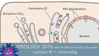 Virology Lectures 2016 #11: Assembly