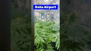 Nature's Oasis in Doha Airport: Explore the Stunning Indoor Garden.