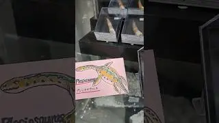 Dinosaur fossils for sale in Japan