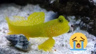 Neon Dottyback KILLED my Watchman Goby! Do research before buying fish!