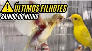 Raça espanhola e timblado espanhol