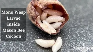 Mono Wasps Inside Mason Bee Cocoon