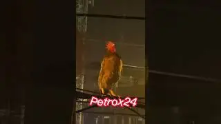 petrox New video , petrox24 , #petrox #fyp #short #shorts #petrox