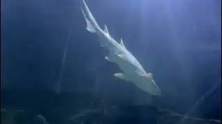 Carcharias taurus introduction to Deep Sea World :: 2021-11-08 (1/2)