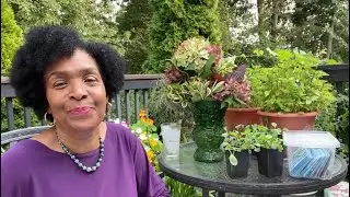 Feeling fine about my harvest and fall planting in August! #gardening #fallplanting #harvesting