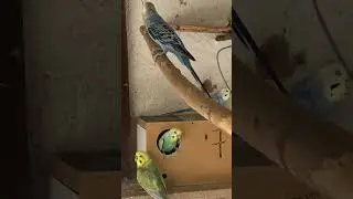 PERIQUITO AUSTRALIANO. #birds #pets #viral #parrot #coqueirinho #video#blackfacebudgie#animals #cute