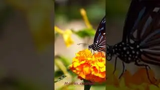Rim jhim ye sawan status video //#jubinnautiyalnewstatus #naturestatusvideo