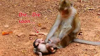 Evil mom Anna attack new baby Anissa die soon, So pity baby monkey Anissa