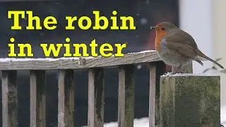 The robin's life in winter