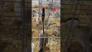 This goose is trying to look at me upside down