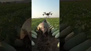 Amazing Agriculturale sector Discover smart farming techniques #farming #agriculture #farmers