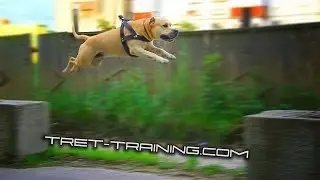 Super Dog Training