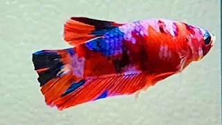 One Betta Fish That Made Everyone Stop and Watch