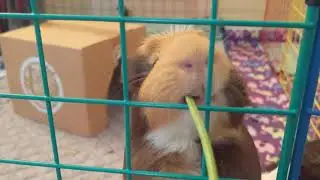 cute guinea pigs eating (ASMR)