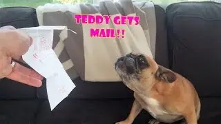 Teddy the French Bulldog Receives Mail
