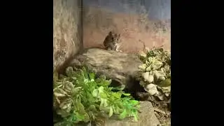 Frog vs mouse*WARING LIVE FEEDING*