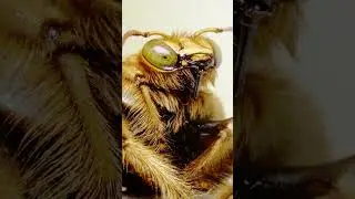 bee  2 🐝