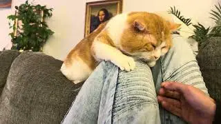 Кот делает большие шаги, а затем шлепается