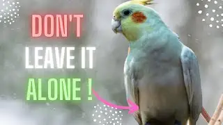 Avoid These Mistakes as a New Cockatiel Owner