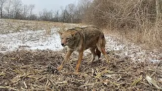 2025-2026 Trapping Season Ep. 14